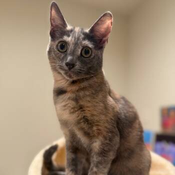 Rescue Domestic Short Hair Cats for Adoption in Elfin Forest, California - Lucia | PetCurious