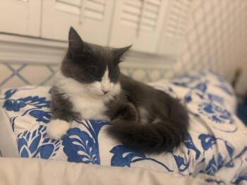 Anabelle -  Domestic Long Hair Cat for Adoption in Albany, New York - Anabelle | PetCurious