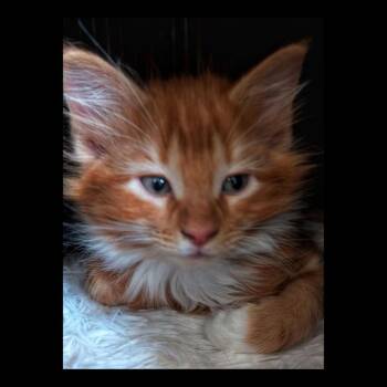 Domestic Long Hair Cats Available for Adoption in Lexington, Kentucky - Bailey | PetCurious