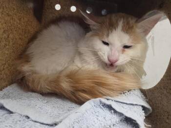 BYRON -  Domestic Long Hair Cat for Adoption in Kent, Washington - BYRON | PetCurious
