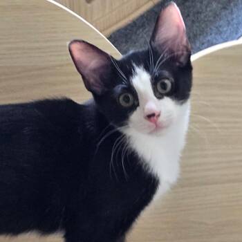 Dezzy -  Domestic Short Hair Cat for Adoption in Woodbury, New Jersey - Dezzy | PetCurious