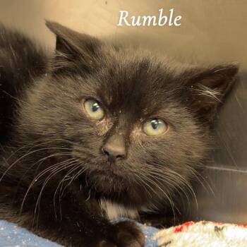 Domestic Medium Hair Cats Available for Adoption in Henderson, Kentucky - Rumble | PetCurious