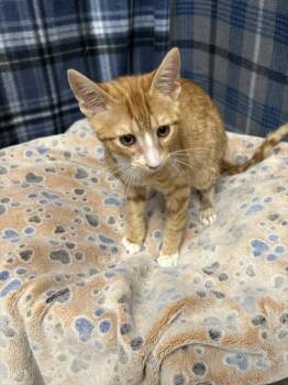BOBUS -  Domestic Short Hair Cat for Adoption in Rosenberg, Texas - BOBUS | PetCurious