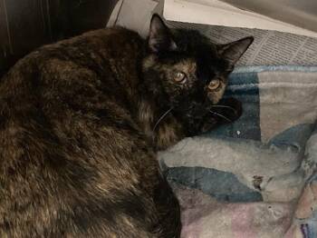 MERCEDES -  Domestic Short Hair Cat for Adoption in Tustin, California - MERCEDES | PetCurious
