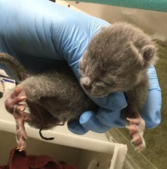 PIPPY -  Domestic Short Hair Cat for Adoption in Riverside, California - PIPPY | PetCurious