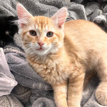 American Shorthair Cats Available for Adoption - Ginger | PetCurious