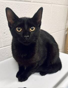DIESEL -  Domestic Short Hair Cat for Adoption in Derwood, Maryland - DIESEL | PetCurious
