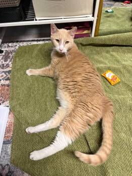 Chester the Cheetah -  Domestic Short Hair Cat for Adoption in Cincinnati, Ohio - Chester The Cheetah | PetCurious
