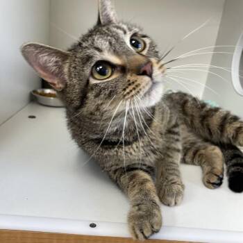 Domestic Short Hair Cats Available for Adoption in Champaign, Illinois - Lucy | PetCurious