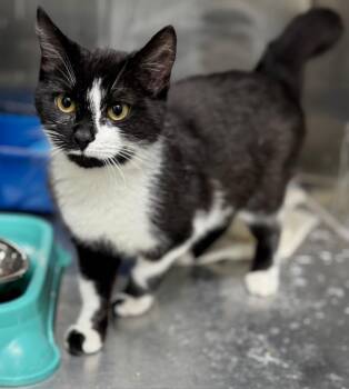 Checkers -  Domestic Short Hair Cat for Adoption in Danielsville, Georgia - Checkers | PetCurious