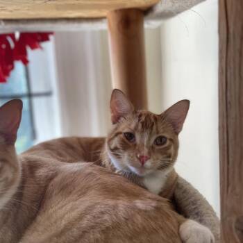 Ruby Red -  Domestic Short Hair Cat for Adoption in St. Louis, Missouri - Ruby Red | PetCurious