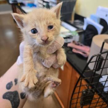 Domestic Short Hair Cats Available for Adoption in Lynchburg, Virginia - Venus | PetCurious