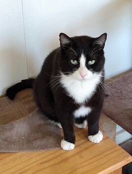 Rescue Domestic Short Hair Cats for Adoption in Springfield, Illinois - Sylvester | PetCurious