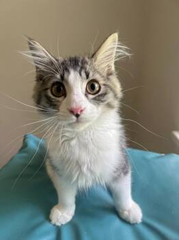 Domestic Short Hair Cats Available for Adoption in Vashon, Washington - Huckleberry | PetCurious