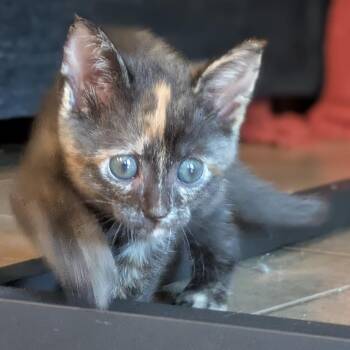 Cookie Monster 9 -  Domestic Short Hair Cat for Adoption in Austin, Texas - Cookie Monster 9 | PetCurious