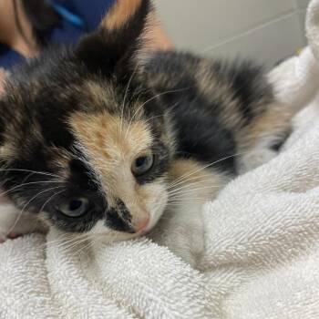 Chuchu -  Domestic Short Hair Cat for Adoption in Bristol, Indiana - Chuchu | PetCurious