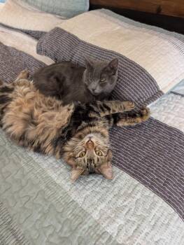 Rescue Domestic Long Hair Cats for Adoption in Boca Raton, Florida - Electra & Chirp - BONDED | PetCurious