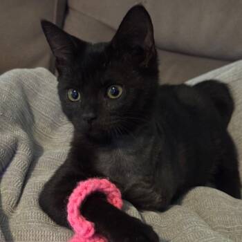 Goldie -  Domestic Short Hair Cat for Adoption in Portage, Michigan - Goldie | PetCurious