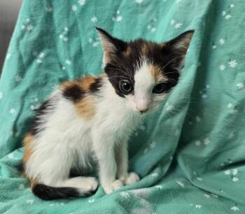 Rella -  Calico Cat for Adoption in Dickson, Tennessee - Rella | PetCurious