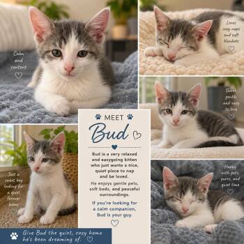 Bud -  Domestic Short Hair Cat for Adoption in Bentonville, Arkansas - Bud | PetCurious