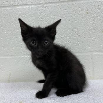 SVAS-Stray-39268 -  Domestic Short Hair Cat for Adoption in Lyndhurst, Virginia - SVAS-Stray-39268 | PetCurious
