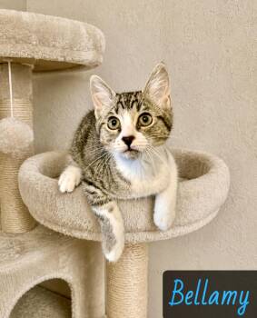 Bellamy -  Domestic Short Hair Cat for Adoption in Englewood, Florida - Bellamy | PetCurious