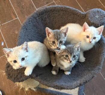 Domestic Short Hair Cats Available for Adoption - Snorlax | PetCurious