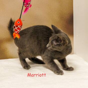 Marriott -  Domestic Short Hair Cat for Adoption in St. Cloud, Florida - Marriott | PetCurious