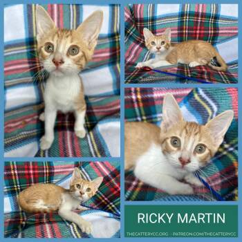 Ricky Martin -  Domestic Short Hair Cat for Adoption in Corpus Christi, Texas - Ricky Martin | PetCurious