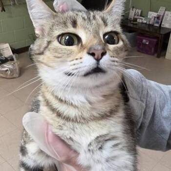Chess -  Domestic Short Hair Cat for Adoption in New York, New York - Chess | PetCurious