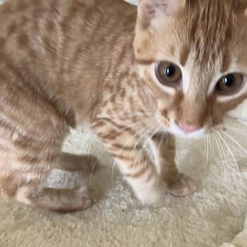 Dewey -  Domestic Short Hair Cat for Adoption in Pendleton, Oregon - Dewey | PetCurious