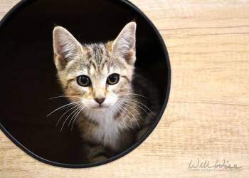 Moana -  Domestic Short Hair Cat for Adoption in Monroe, Georgia - Moana | PetCurious
