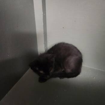 Isla -  Domestic Short Hair Cat for Adoption in Brockton, Massachusetts - Isla | PetCurious