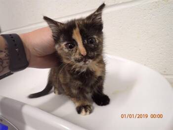 Rescue Domestic Short Hair Cats for Adoption in St. Peters, Missouri - DOROTHY | PetCurious