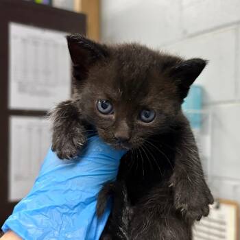 Minnesota -  Domestic Short Hair Cat for Adoption in Summerville, South Carolina - Minnesota | PetCurious