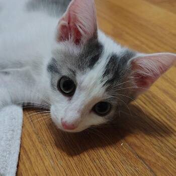 Kiwi -  Domestic Short Hair Cat for Adoption in Cumming, Georgia - Kiwi | PetCurious