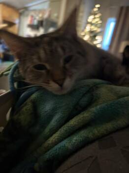 Domestic Short Hair Cats Available for Adoption - Lucy | PetCurious