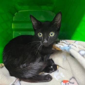 Caitlyn -  Domestic Short Hair Cat for Adoption in Marble, North Carolina - Caitlyn | PetCurious