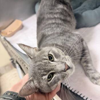 Ziggy -  Domestic Short Hair Cat for Adoption in Titusville, Florida - Ziggy | PetCurious