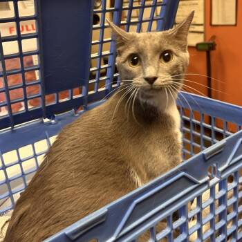 Chic -  Domestic Short Hair Cat for Adoption in Flagstaff, Arizona - Chic | PetCurious