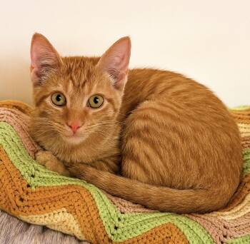 Rescue Domestic Short Hair and Tabby Cats for Adoption in Lemont, Illinois - Oren | PetCurious