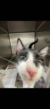 ZZ Top -  Domestic Short Hair Cat for Adoption in Belton, Texas - ZZ Top | PetCurious