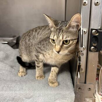 Elizabeth -  Domestic Short Hair Cat for Adoption in Beaumont, Texas - Elizabeth | PetCurious