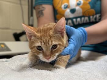Rescue Domestic Short Hair Cats for Adoption in Raleigh, North Carolina - JIGSAW | PetCurious