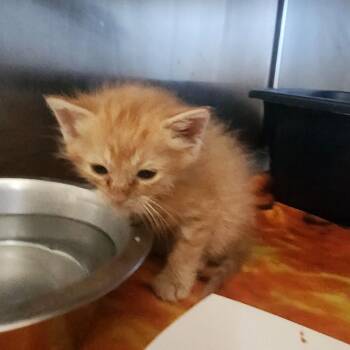 Flannel -  Domestic Short Hair Cat for Adoption in Evensville, Tennessee - Flannel | PetCurious