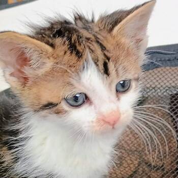 Domestic Short Hair Cats Available for Adoption in Wappingers Falls, New York - Nigel | PetCurious
