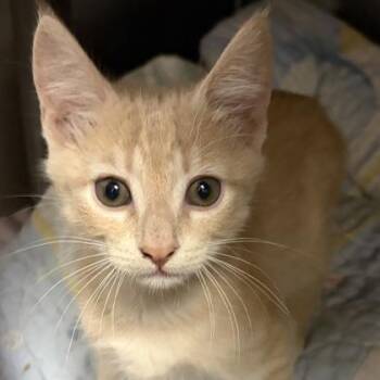 Hoss -  Domestic Short Hair Cat for Adoption in North Myrtle Beach, South Carolina - Hoss | PetCurious