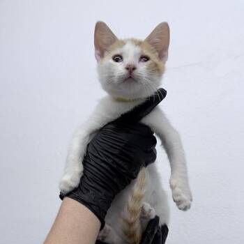 Apple Strudel -  Domestic Short Hair Cat for Adoption in New York, New York - Apple Strudel | PetCurious
