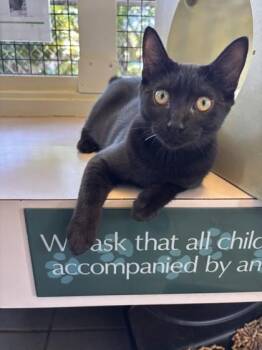 Maggie -  Domestic Short Hair Cat for Adoption in Honolulu, Hawaii - Maggie | PetCurious