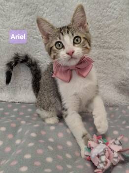 Domestic Short Hair and Tabby Cats Available for Adoption in Yorba Linda, California - Ariel | PetCurious